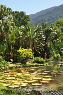 Jardim Botânico do Rio de Janeiro – Ett frodigt paradis för naturälskare och botanikintresserade!