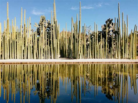  Jardín Botánico de Oaxaca: En grönskande oas mitt i en historisk stad!