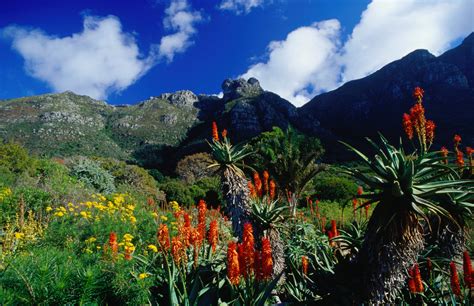  Kirstenbosch National Botanical Garden – En Blomsterfylld Oas i Kapstaden!