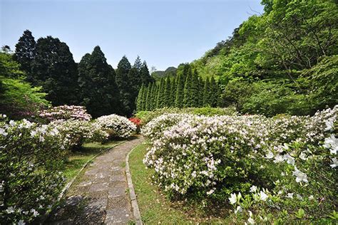  Lushan Botaniska Trädgård: En Överväldigande Värld av Växter och Lugn!